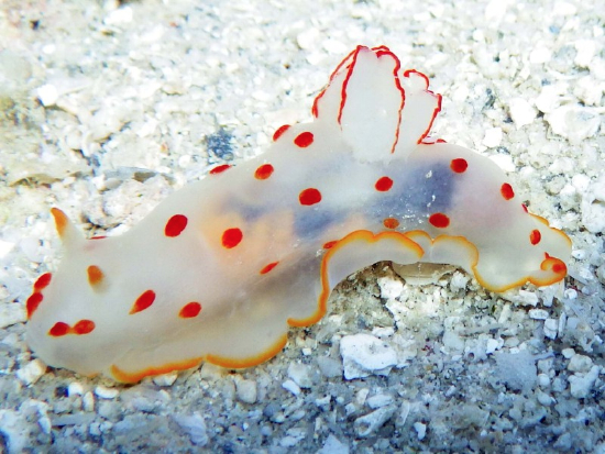  Gymnodoris ceylonica (Sea Slug)